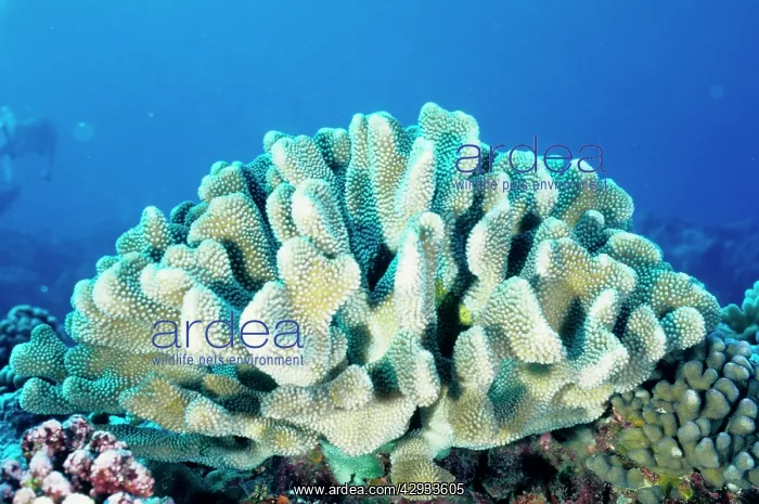 : Branching hard coral. Unlike most hard corals : Branching hard coral. Unlike most hard corals