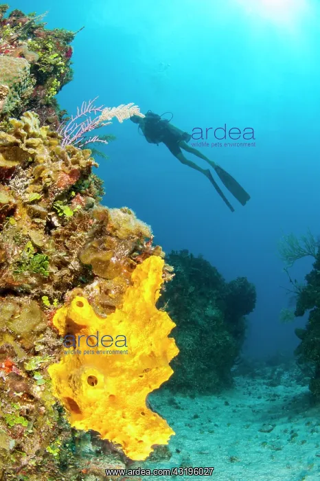 : Branching tube sponge (Aiolochroia crassa) in the : Branching tube sponge (Aiolochroia crassa) in the