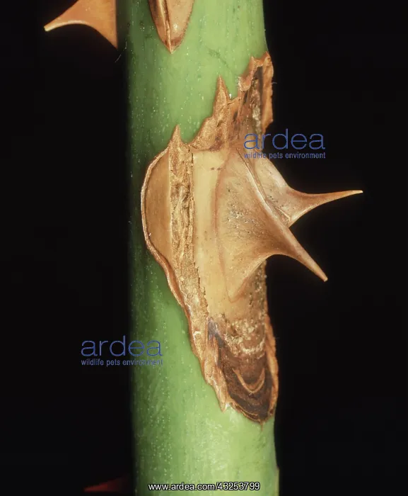 : Brand Canker on Rose : Brand Canker on Rose