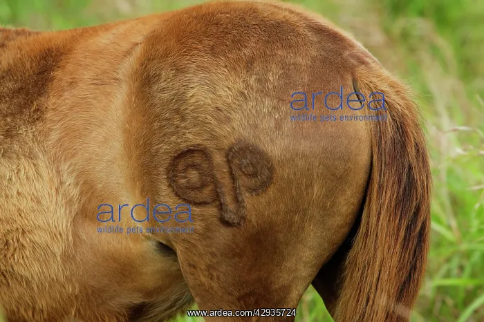 : Brand on a horseIs flank with the symbol of the : Brand on a horseIs flank with the symbol of the