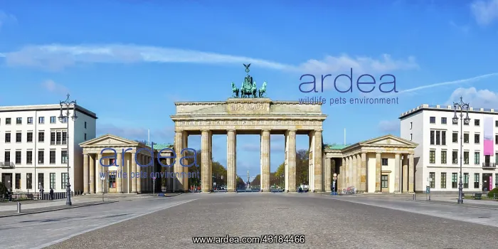 : Brandenburg Gate with copy space Copyspace Panorama : Brandenburg Gate with copy space Copyspace Panorama
