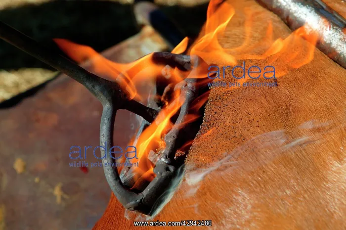  : Branding calf during muster.Bushy Park Cattle Station