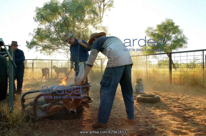 : Branding calf during mustering.Bushy Park Cattle : Branding calf during mustering.Bushy Park Cattle