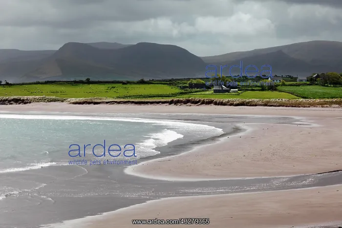 : Brandon Bay, Dingle Peninsula, County Kerry, Ireland : Brandon Bay, Dingle Peninsula, County Kerry, Ireland