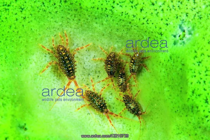 : Brandtia parasitica on the endemic sponge (Lubom : Brandtia parasitica on the endemic sponge (Lubom