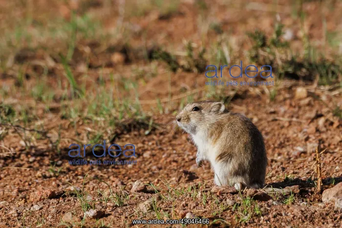 : Brandtis vole : Brandtis vole