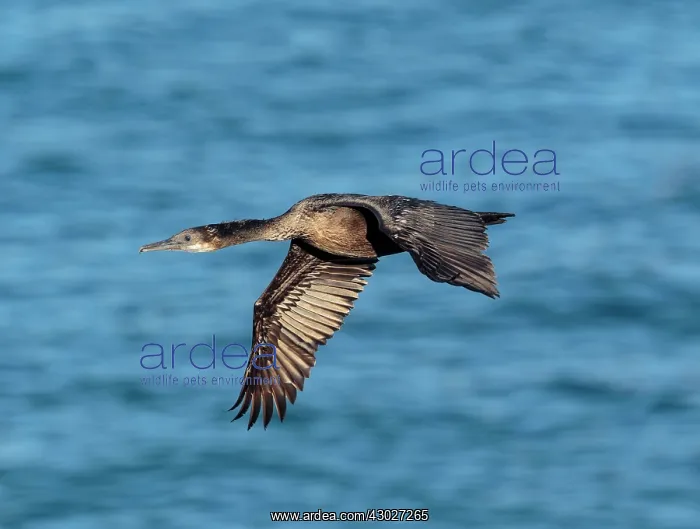 : Brandt's Cormorant : Brandt's Cormorant