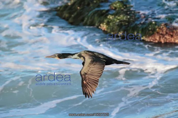 : Brandt's Cormorant : Brandt's Cormorant