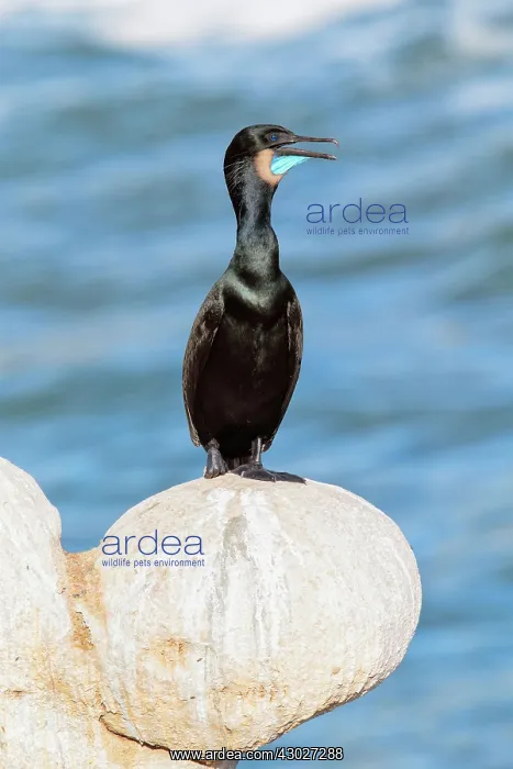 : Brandt's Cormorant : Brandt's Cormorant