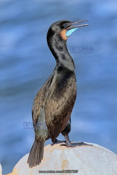 : Brandt's Cormorant : Brandt's Cormorant