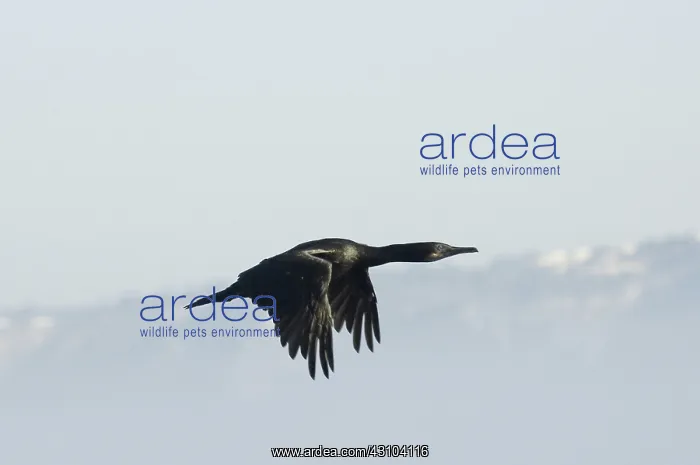 : Brandt's Cormorant : Brandt's Cormorant