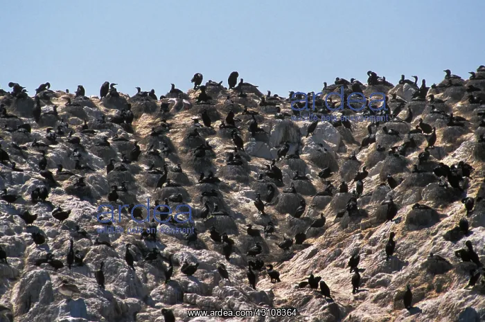 : Brandt's Cormorant colony : Brandt's Cormorant colony
