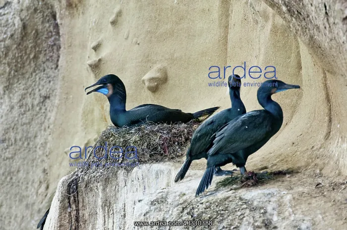 : Brandt's Cormorant nesting on cliff : Brandt's Cormorant nesting on cliff