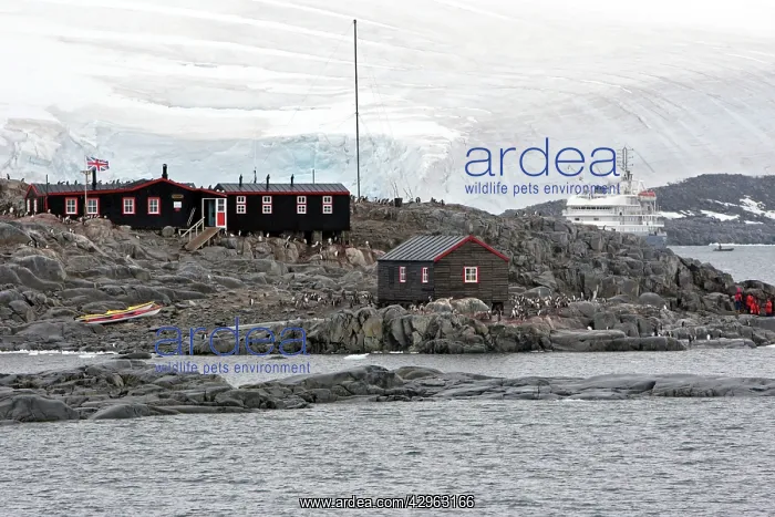 : Bransfield house at Port Lockroy - with Gentoo : Bransfield house at Port Lockroy - with Gentoo