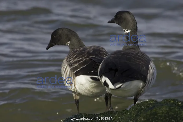 : Brant (Branta bernicla) Barnegat Light State Park, N.J : Brant (Branta bernicla) Barnegat Light State Park, N.J