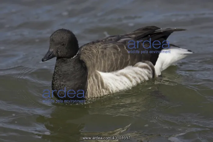  : Brant (Branta bernicla) Barnegat Light State Park, N.J