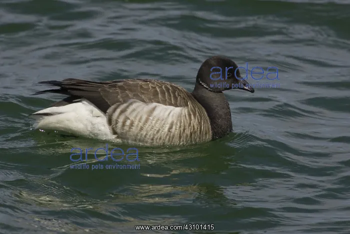 : Brant (Branta bernicla) Barnegat Light State Park, N.J : Brant (Branta bernicla) Barnegat Light State Park, N.J