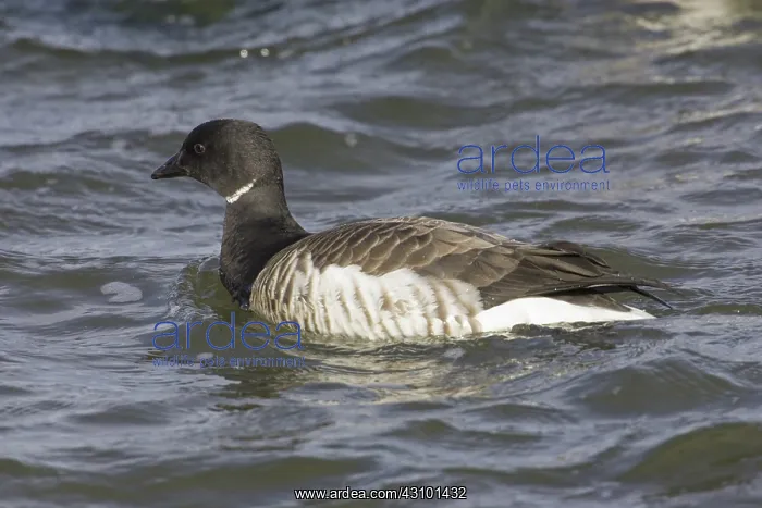: Brant (Branta bernicla) Barnegat Light State Park, N.J : Brant (Branta bernicla) Barnegat Light State Park, N.J
