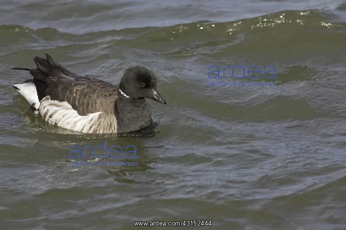 : Brant (Branta bernicla) Barnegat Light State Park, N.J : Brant (Branta bernicla) Barnegat Light State Park, N.J