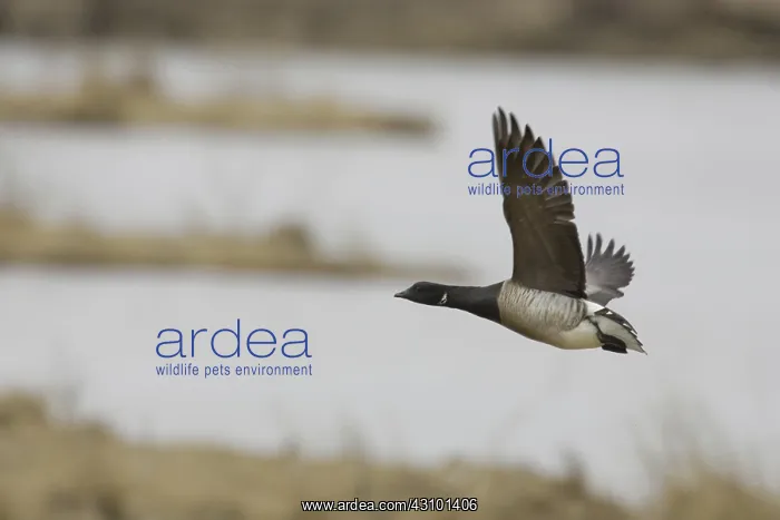 : Brant (Branta bernicla) Edwin B. Forsythe Nat. Wild. Refuge, N.J : Brant (Branta bernicla) Edwin B. Forsythe Nat. Wild. Refuge, N.J
