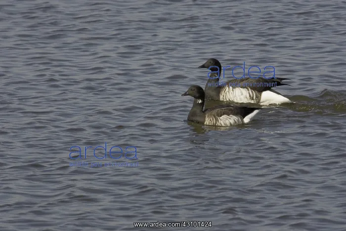 : Brant (Branta bernicla) Edwin B. Forsythe Nat. Wild. Refuge, N.J : Brant (Branta bernicla) Edwin B. Forsythe Nat. Wild. Refuge, N.J