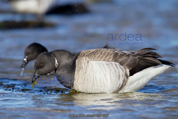 : Brant / Brent Goose - feeding in water in winter : Brant / Brent Goose - feeding in water in winter
