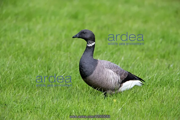 : Brant / Brent Goose - on meadow Island of Texel : Brant / Brent Goose - on meadow Island of Texel