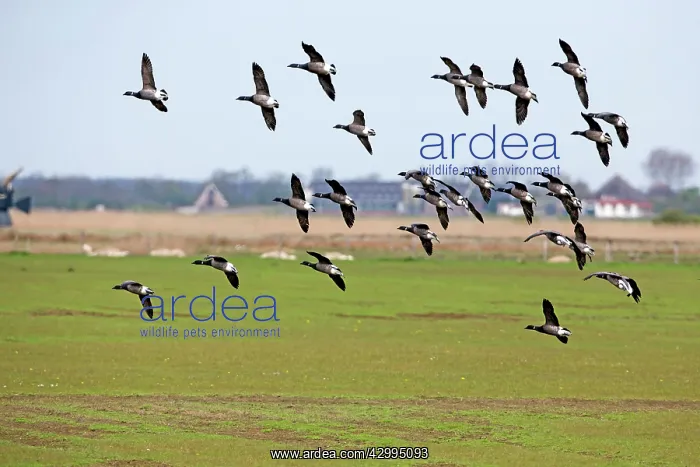 : Brant / Brent Goose - skien in flight about to land : Brant / Brent Goose - skien in flight about to land