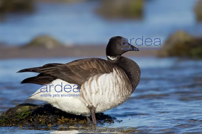 : Brant / Brent Goose - winter : Brant / Brent Goose - winter