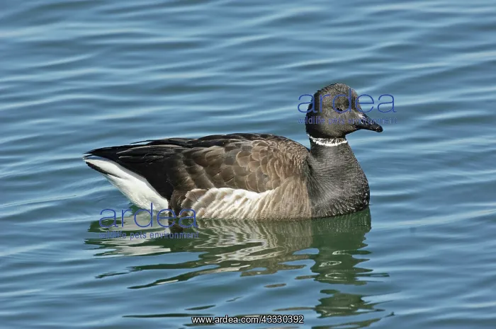 : Brant on calm water : Brant on calm water