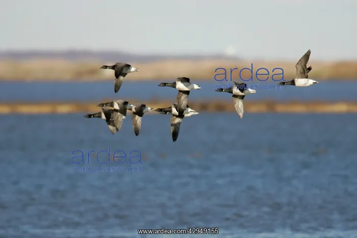 : Brant Geese : Brant Geese