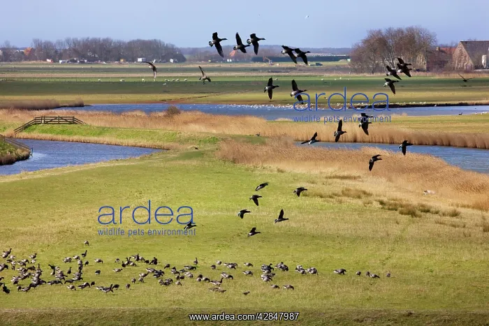 : Brant Goose flying in group : Brant Goose flying in group