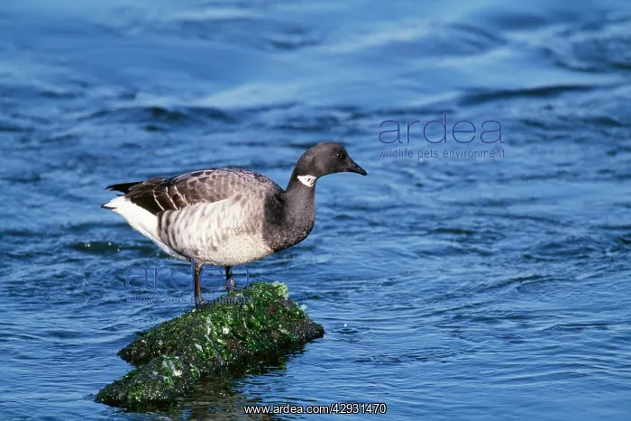 : BRANT GOOSE - in water : BRANT GOOSE - in water