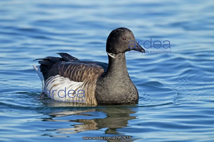: Brant Goose - in winter : Brant Goose - in winter