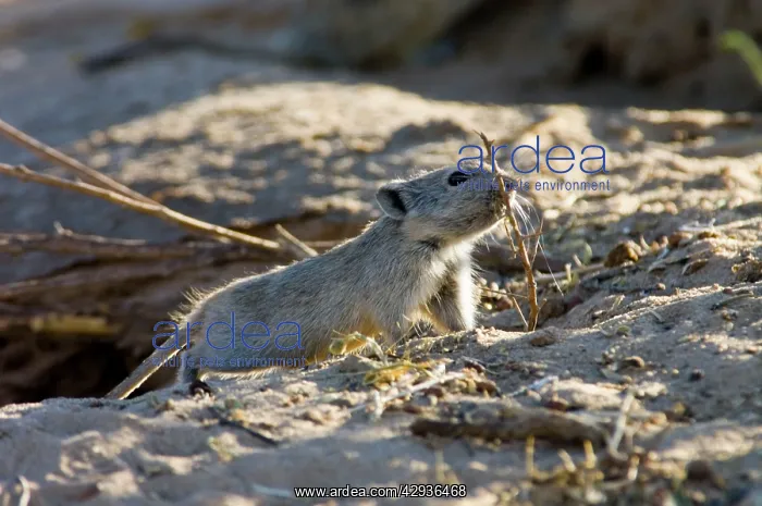 : Brants's Whistling Rat - Carrying sticks to burrow : Brants's Whistling Rat - Carrying sticks to burrow