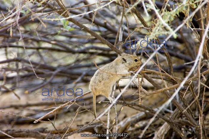 : Brants's Whistling Rat - Climbing into bush to collect twigs : Brants's Whistling Rat - Climbing into bush to collect twigs
