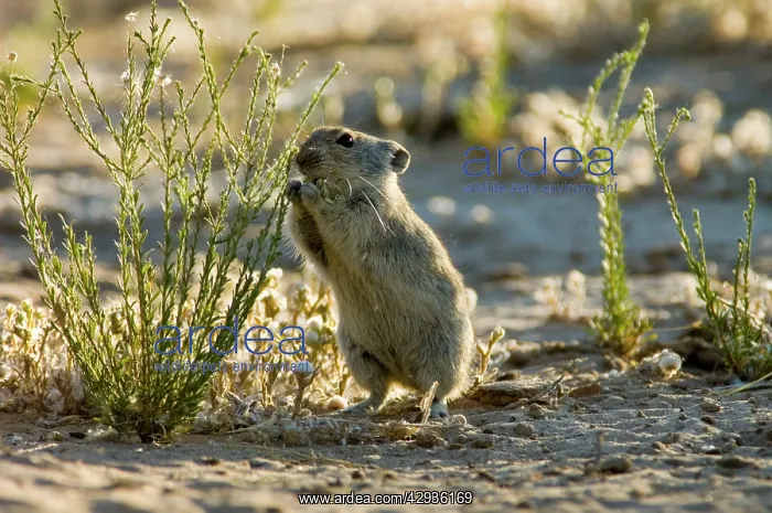 : Brants's Whistling Rat - Feed on leaves of succulents : Brants's Whistling Rat - Feed on leaves of succulents