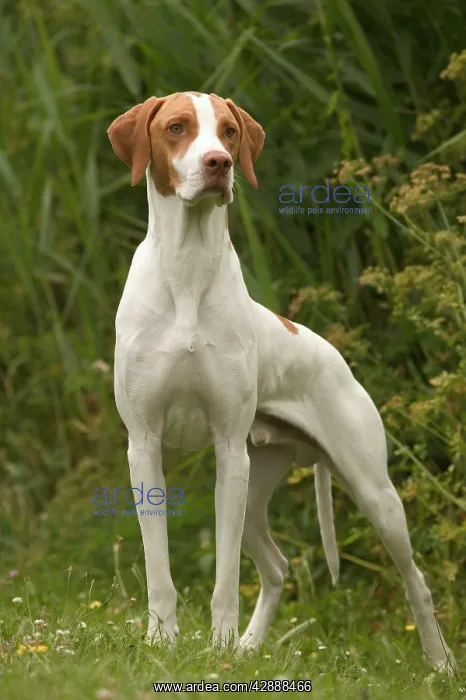 : Braque de Saint Germain en Laye / St Germain Pointer : Braque de Saint Germain en Laye / St Germain Pointer
