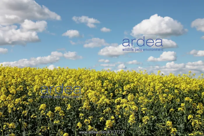 : Brassica, Oilseed rape, A mass of yellow flowers : Brassica, Oilseed rape, A mass of yellow flowers