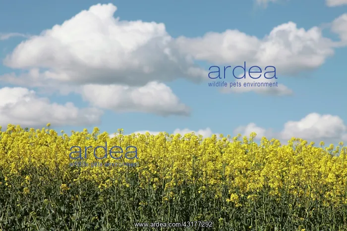 : Brassica, Oilseed rape, A mass of yellow flowers : Brassica, Oilseed rape, A mass of yellow flowers