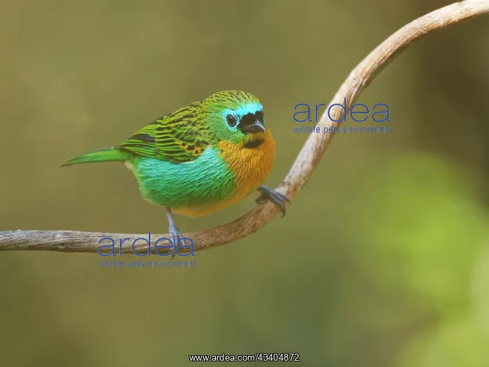 : Brassy Breasted Tanager Tangara desmaresti Atlantic : Brassy Breasted Tanager Tangara desmaresti Atlantic