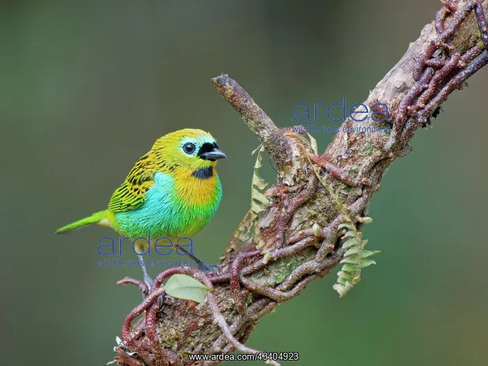 : Brassy Breasted Tanager Tangara desmaresti Atlantic : Brassy Breasted Tanager Tangara desmaresti Atlantic
