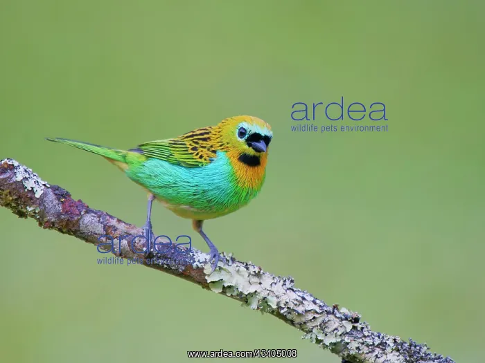 : Brassy Breasted Tanager Tangara desmaresti Atlantic : Brassy Breasted Tanager Tangara desmaresti Atlantic