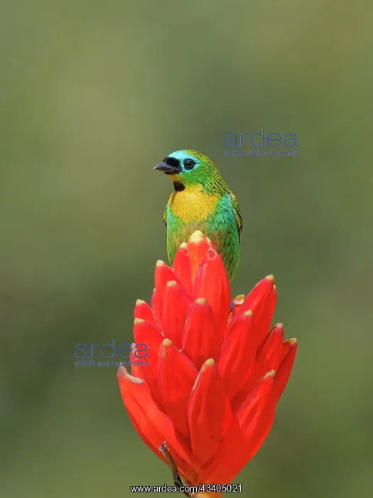 : Brassy Breasted Tanager Tangara desmaresti Atlantic : Brassy Breasted Tanager Tangara desmaresti Atlantic