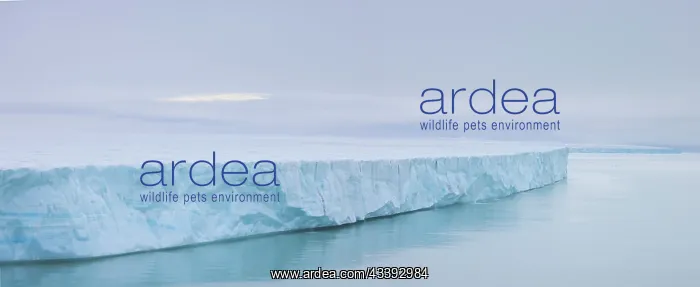 : Brasvellbreen : Brasvellbreen