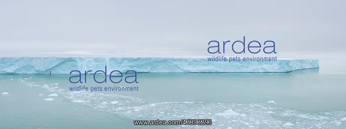 : Brasvellbreen : Brasvellbreen