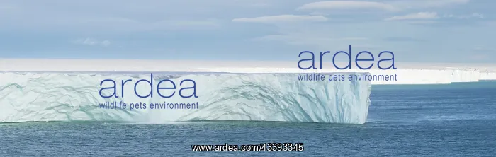 : Brasvellbreen : Brasvellbreen