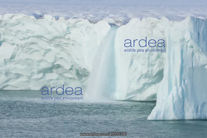 : Brasvellbreen : Brasvellbreen
