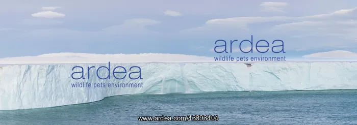 : Brasvellbreen : Brasvellbreen