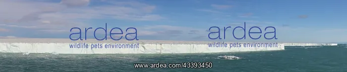 : Brasvellbreen : Brasvellbreen